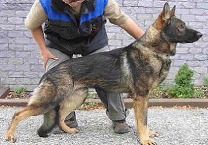 Özel Güvenlik Görev Köpeği ve İdarecilik Sınavı